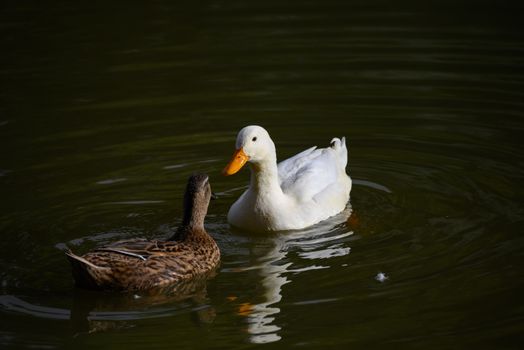 Mastering 'How to Understand Quack Quack Sounds' for Your Portfolio