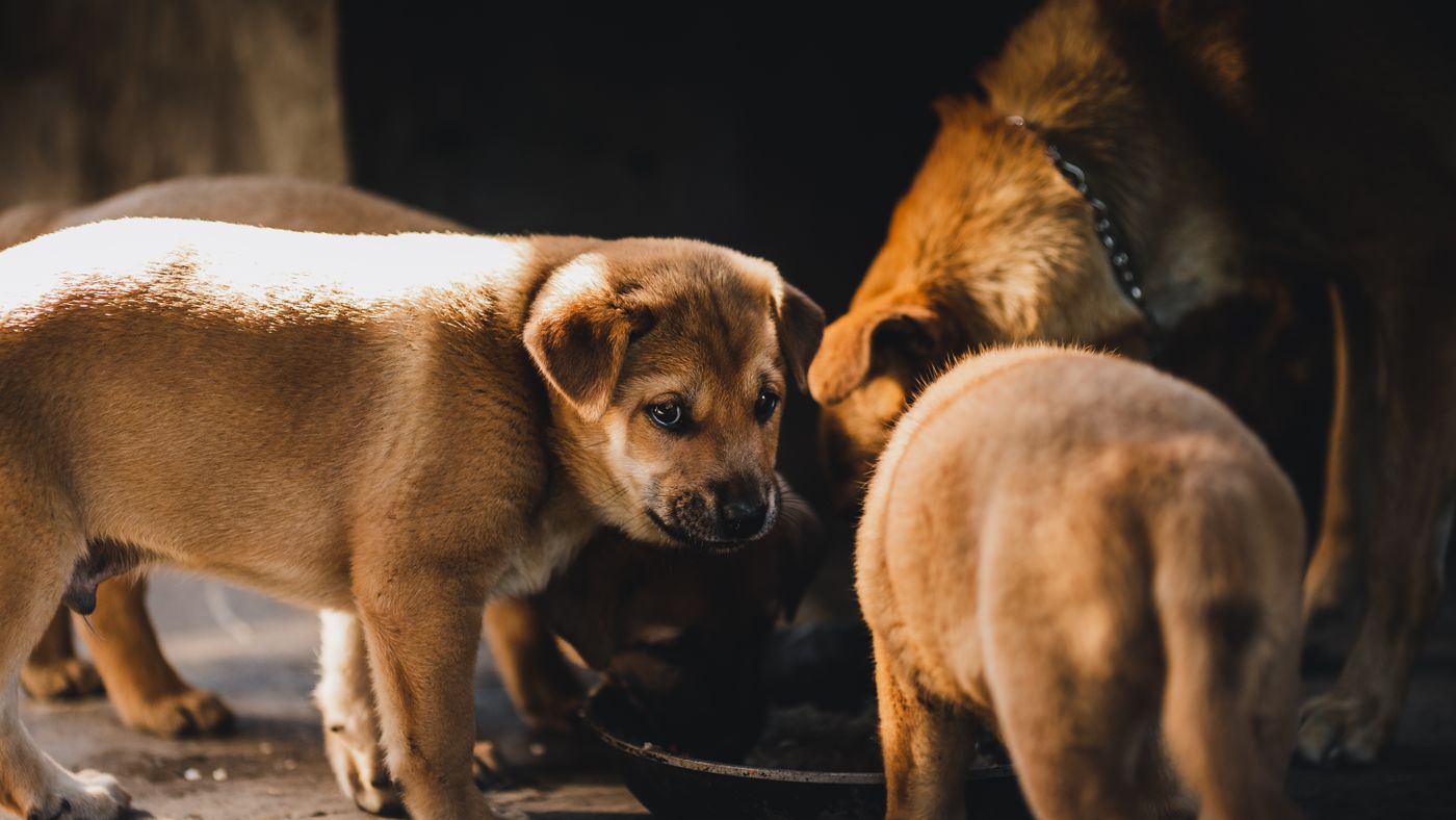 What Feeding My Dog Actually Costs, and Where I Save