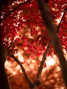 Vibrant red maple leaves in soft focus evoke a warm autumn atmosphere.