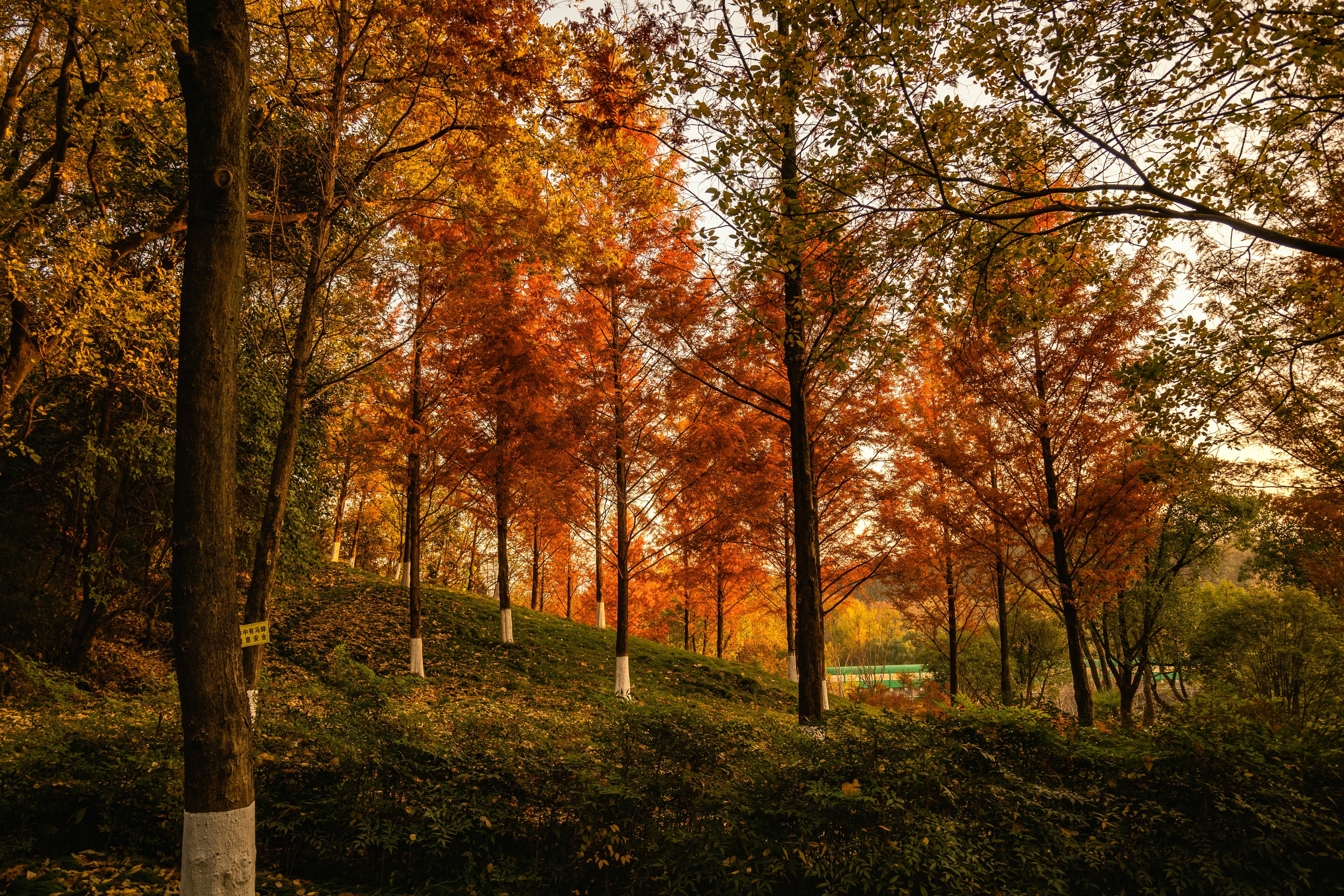 Trees in a lush forest with vibrant autumn leaves glowing in warm sunlight.
