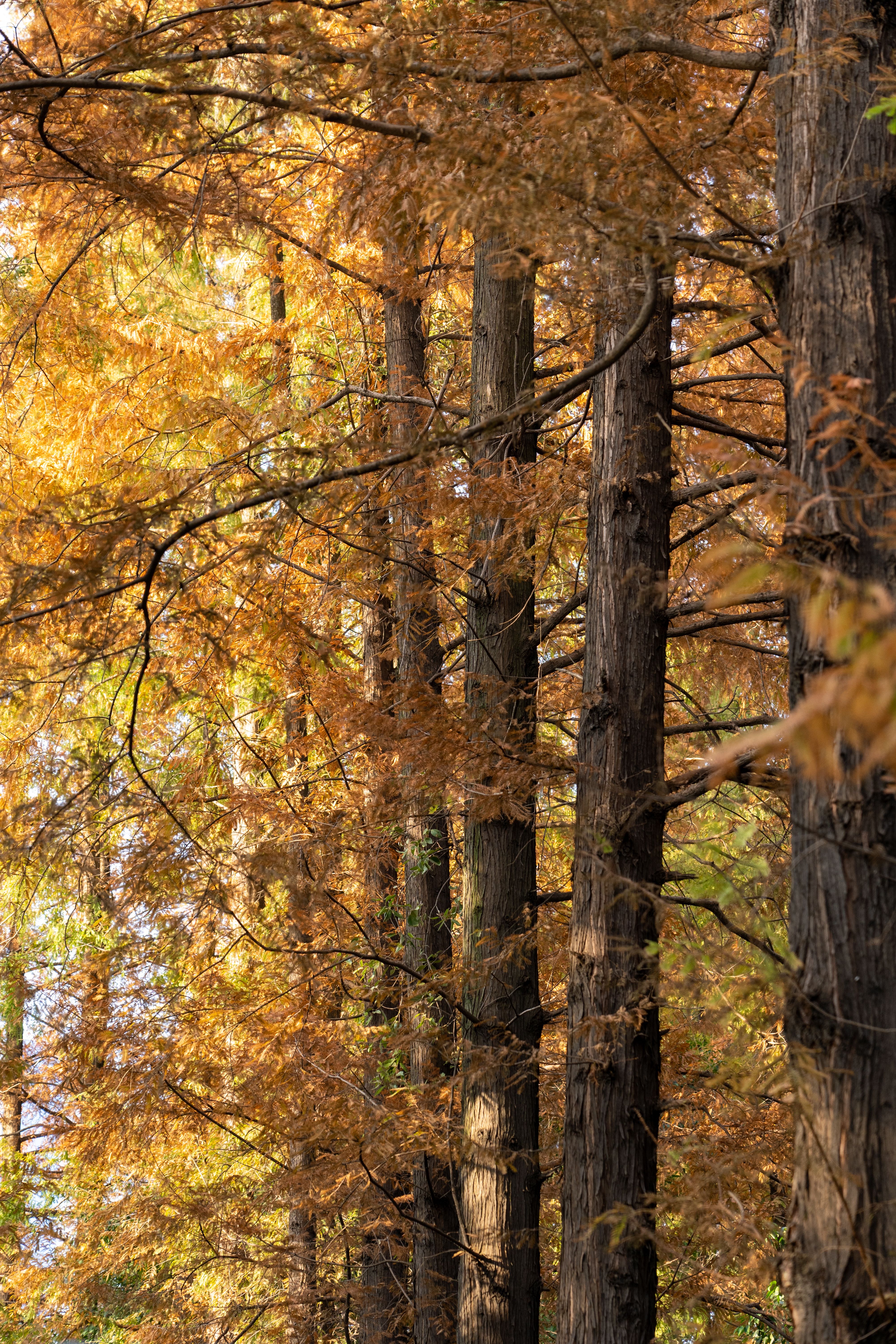 Golden Autumn Forest with Tall Trees · Free Stock Photo
