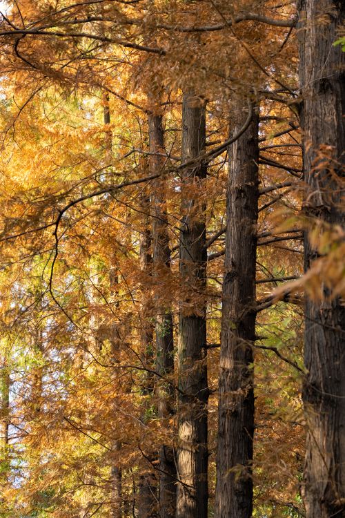 Free Stunning autumn forest showcasing tall trees with golden leaves in sunlight. Stock Photo