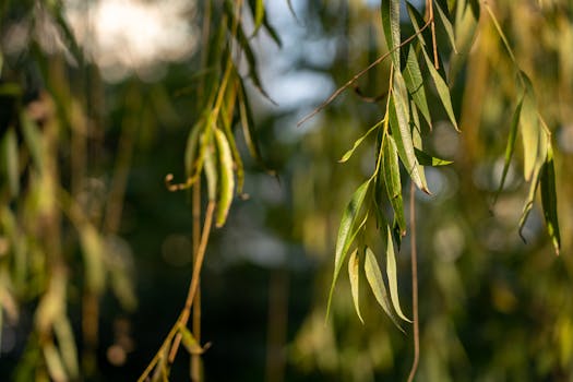 Detailed shot of weeping willow leaves softly lit by sunlight, creating a serene atmosphere.