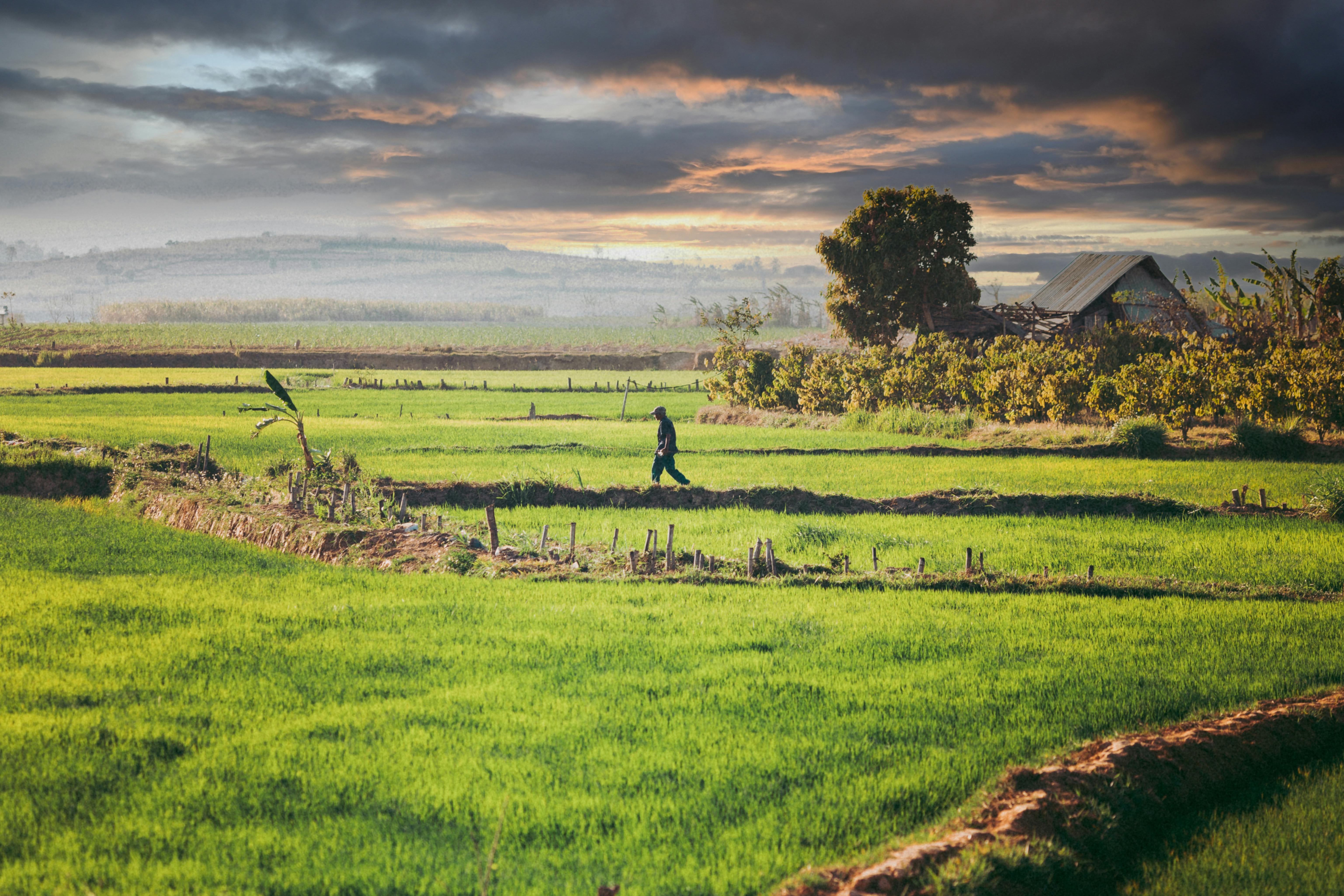 Year-end financial planning for farmers — Photo by Thái Trường Giang on Pexels