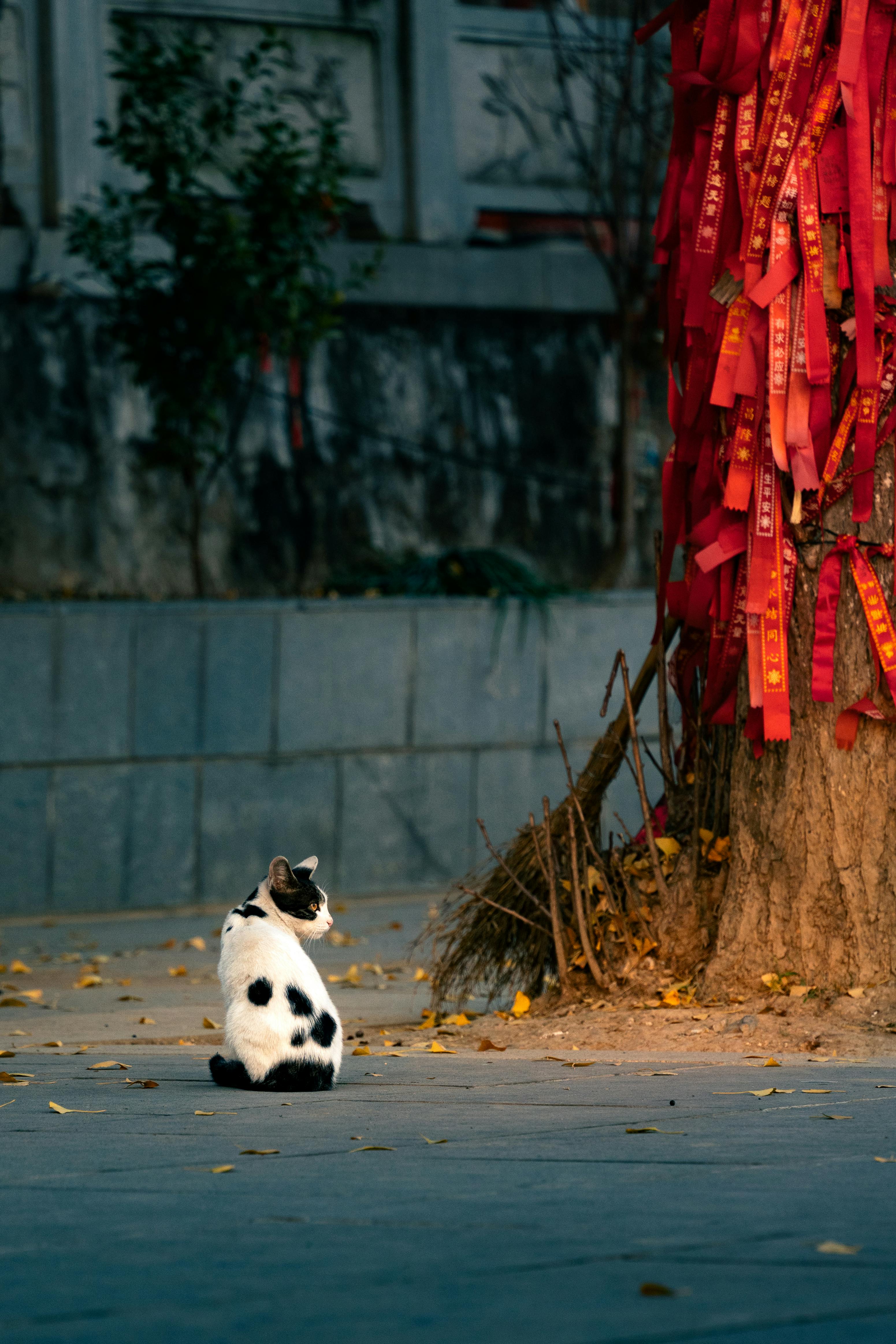 A black and white cat sits by a tree adorned with red ribbons, symbolizing wishes.