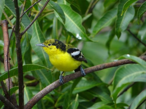 Free Bright yellow bird perched on a branch amidst lush green leaves in natural habitat. Stock Photo