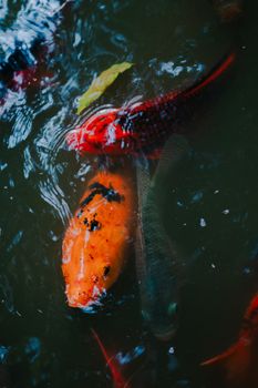 fish photo