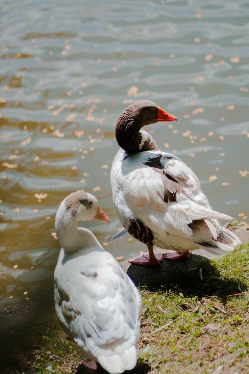 Free A peaceful moment with two geese by the lakeside, basking under the sun in a serene natural setting. Stock Photo
