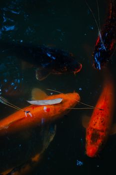 fish photo