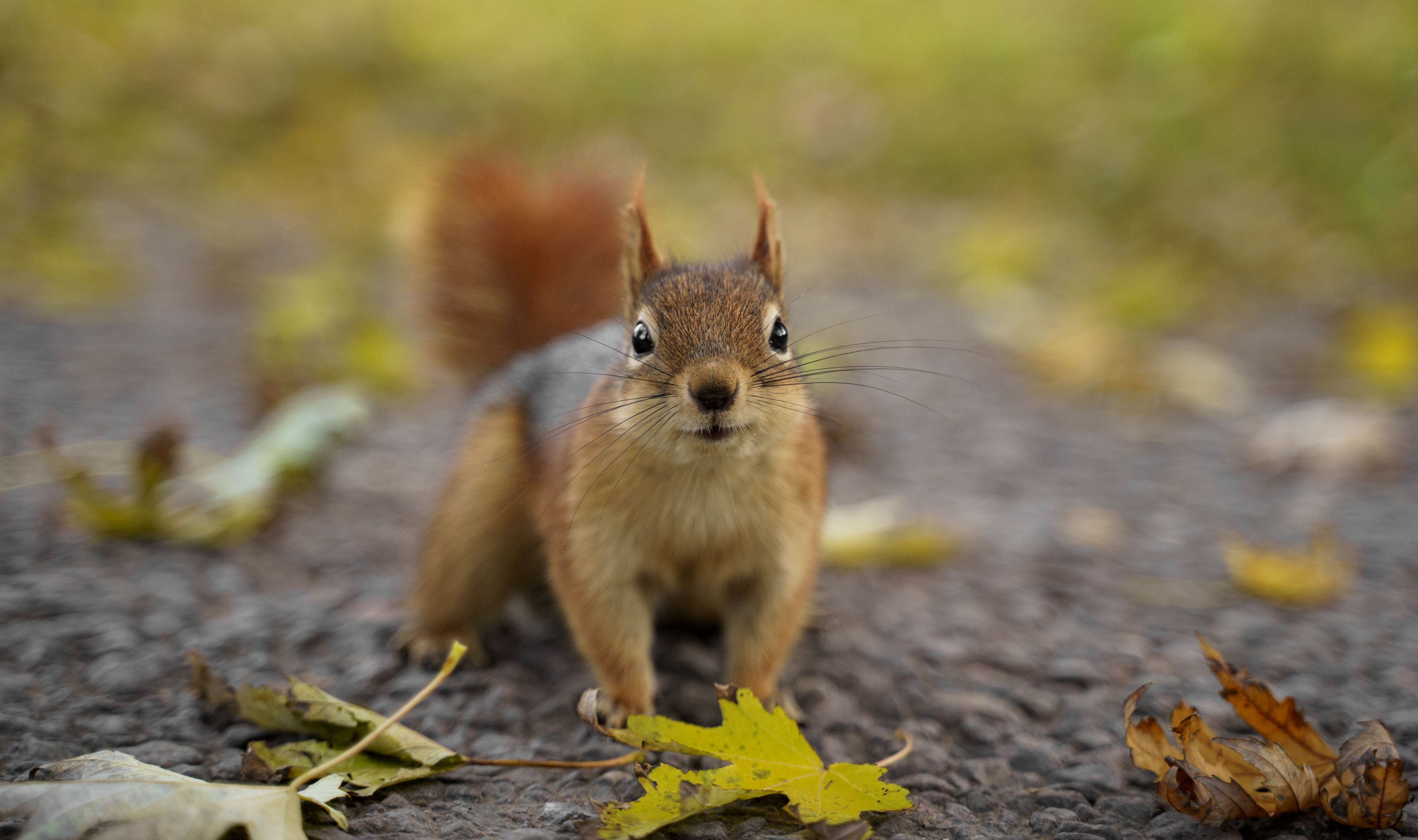 Close-up of a Curious Autumn Squirrel · Free Stock Photo