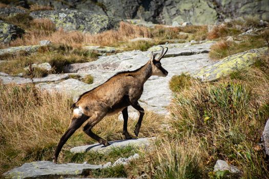 Chamois roaming the rocky terrain of High Tatras, Slovakia, captured in its natural habitat.