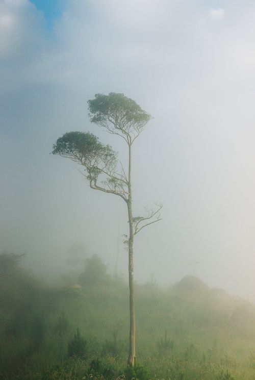 Free A solitary tree stands amidst a foggy landscape in Kon Tum, Vietnam, creating a serene and mystical atmosphere. Stock Photo