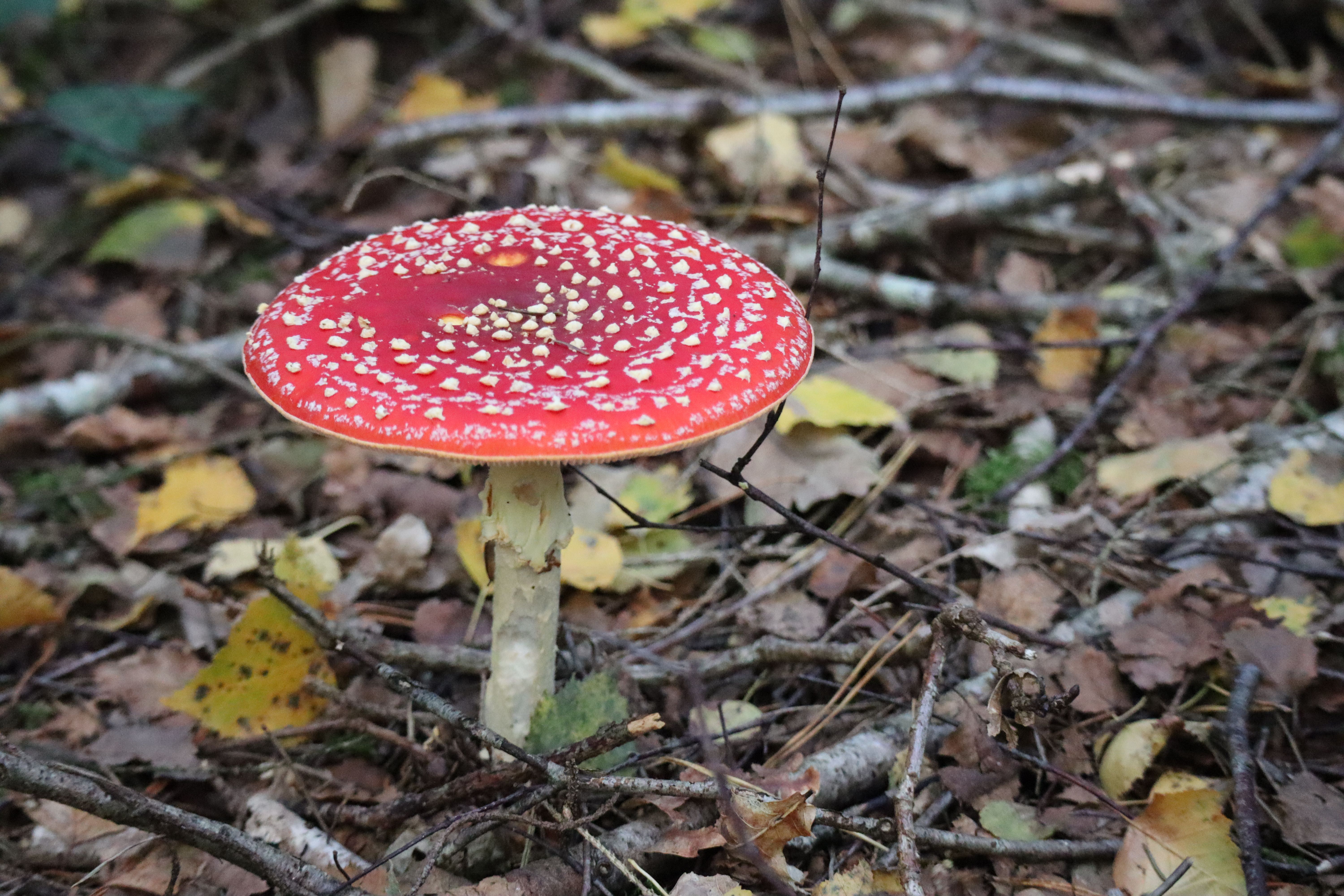 Close-up of a red Amanita mushroom in a forest littered with autumn leaves.