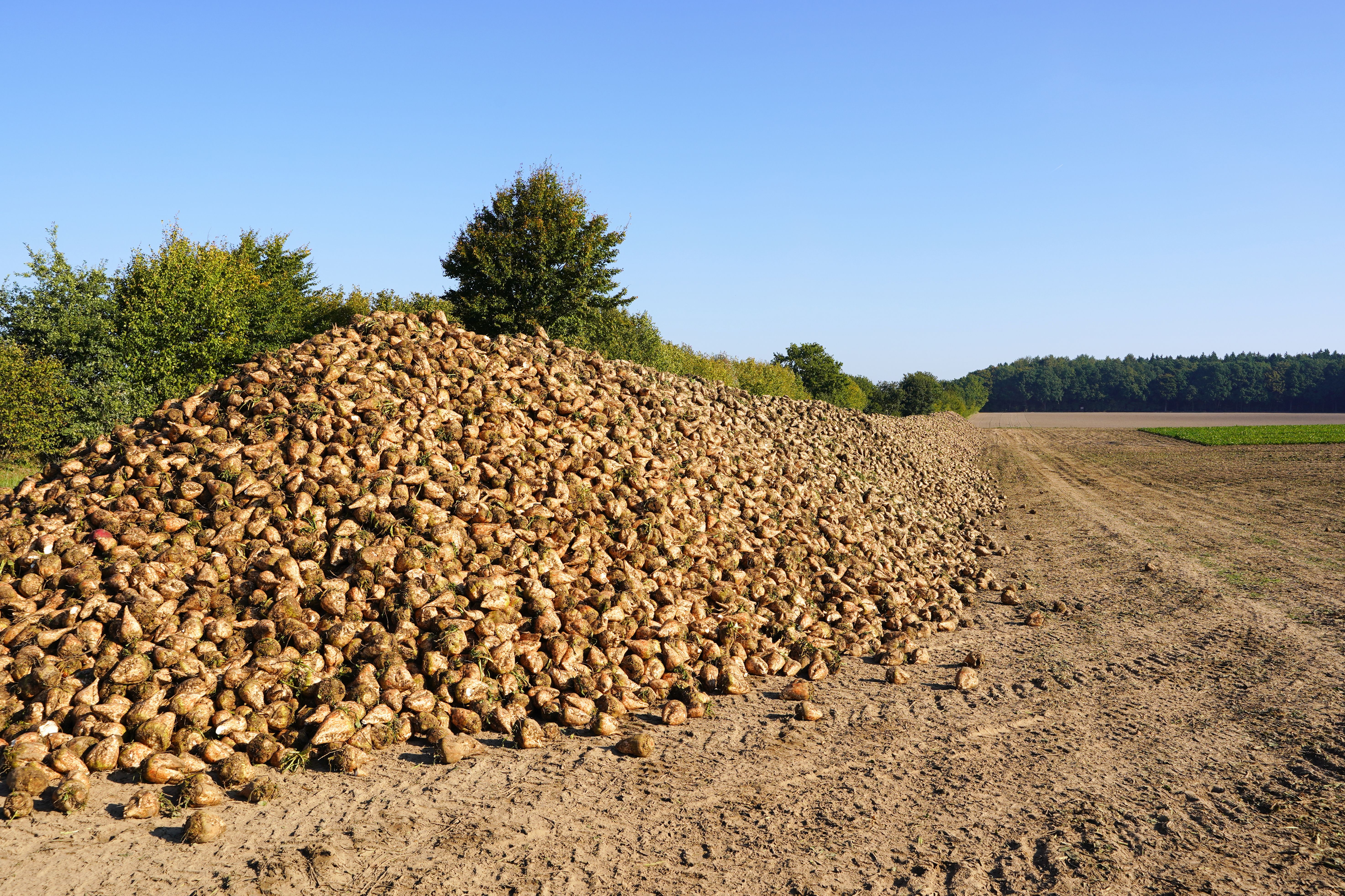 A large pile of harvested sugar beets in a field in Lütau, Schleswig-Holstein, Germany.