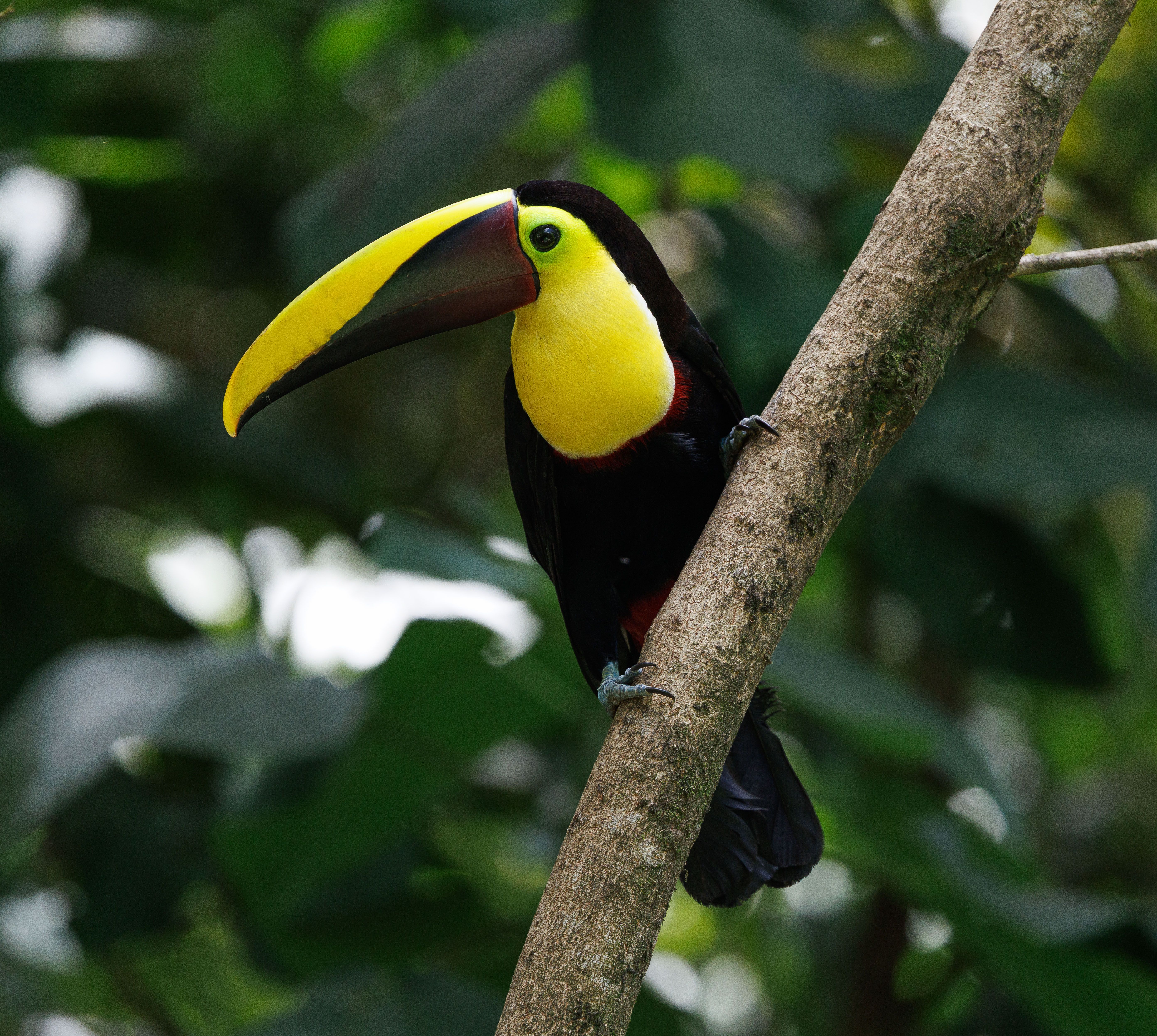 Tucano-toco