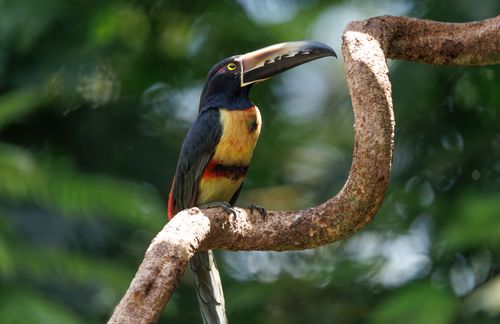 Free A vibrant toucan perched on a branch amidst lush green foliage in a tropical rainforest. Stock Photo