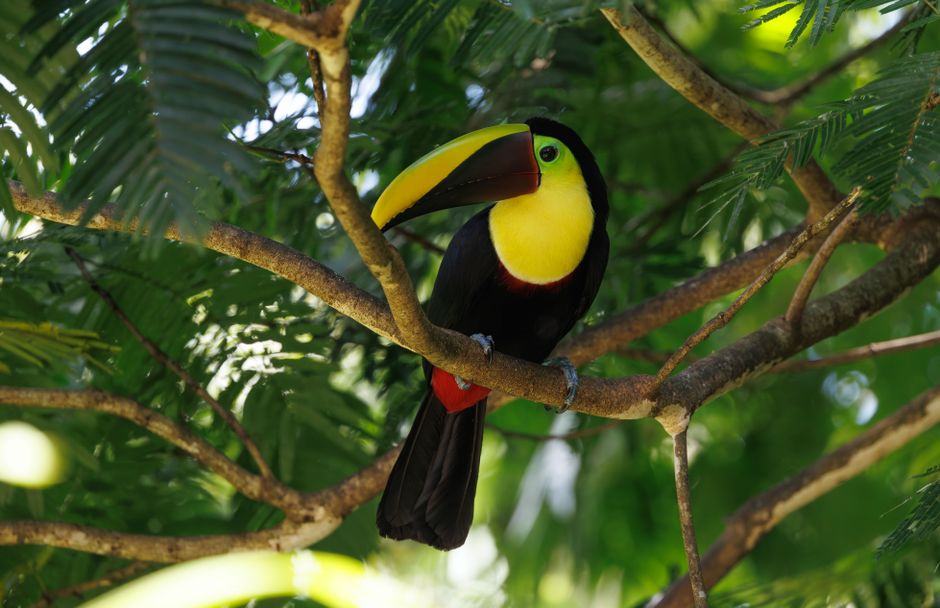 A vibrant Keel-billed Toucan rests among lush green tropical foliage, highlighting its colorful plumage.