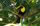 toucan
