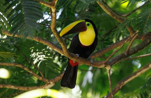 Free A vibrant Keel-billed Toucan rests among lush green tropical foliage, highlighting its colorful plumage. Stock Photo