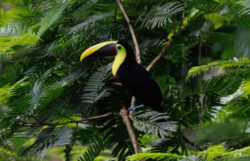 Free Keel-billed toucan perched among lush green foliage in tropical rainforest. Stock Photo