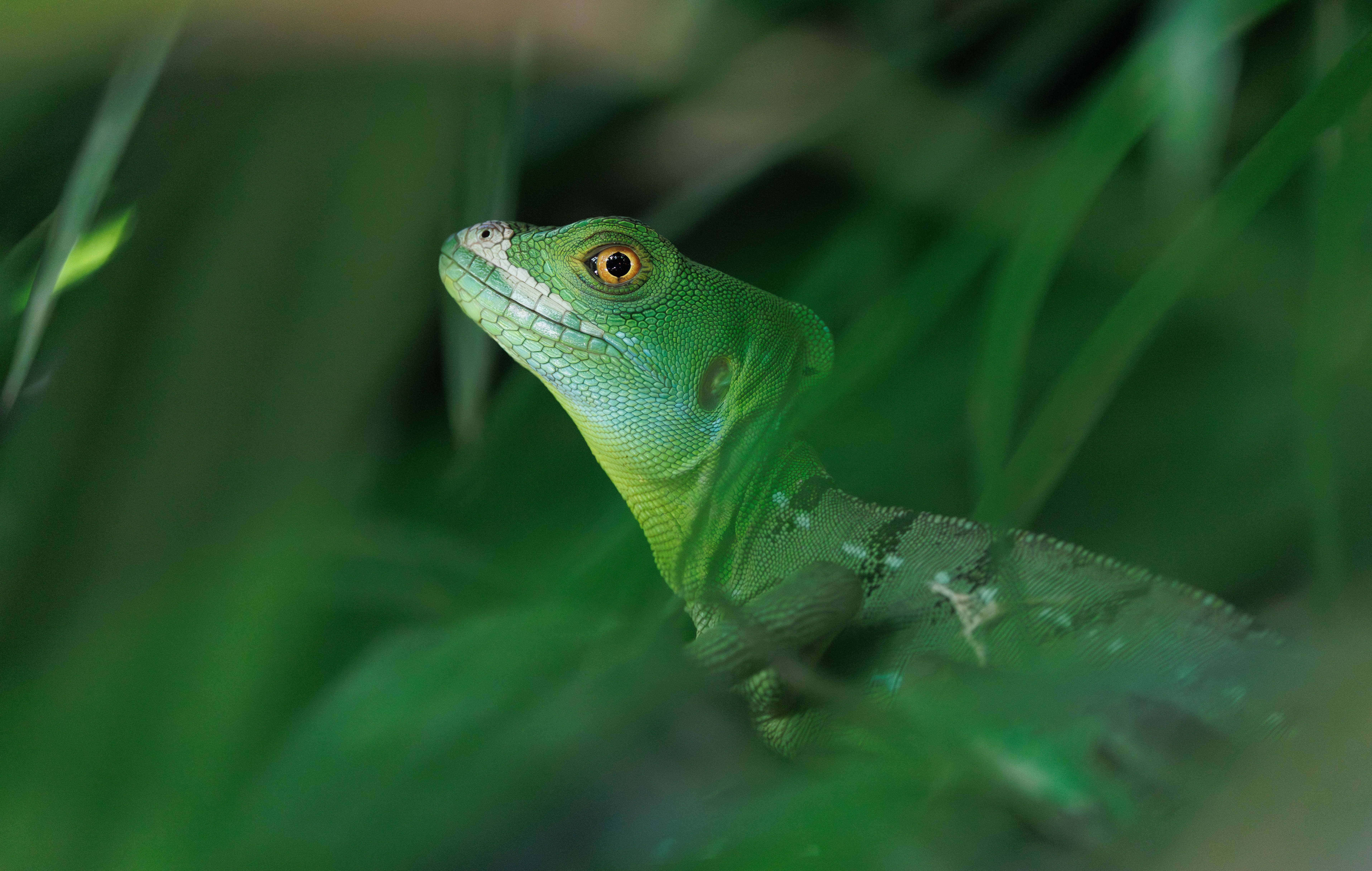 Iguane
