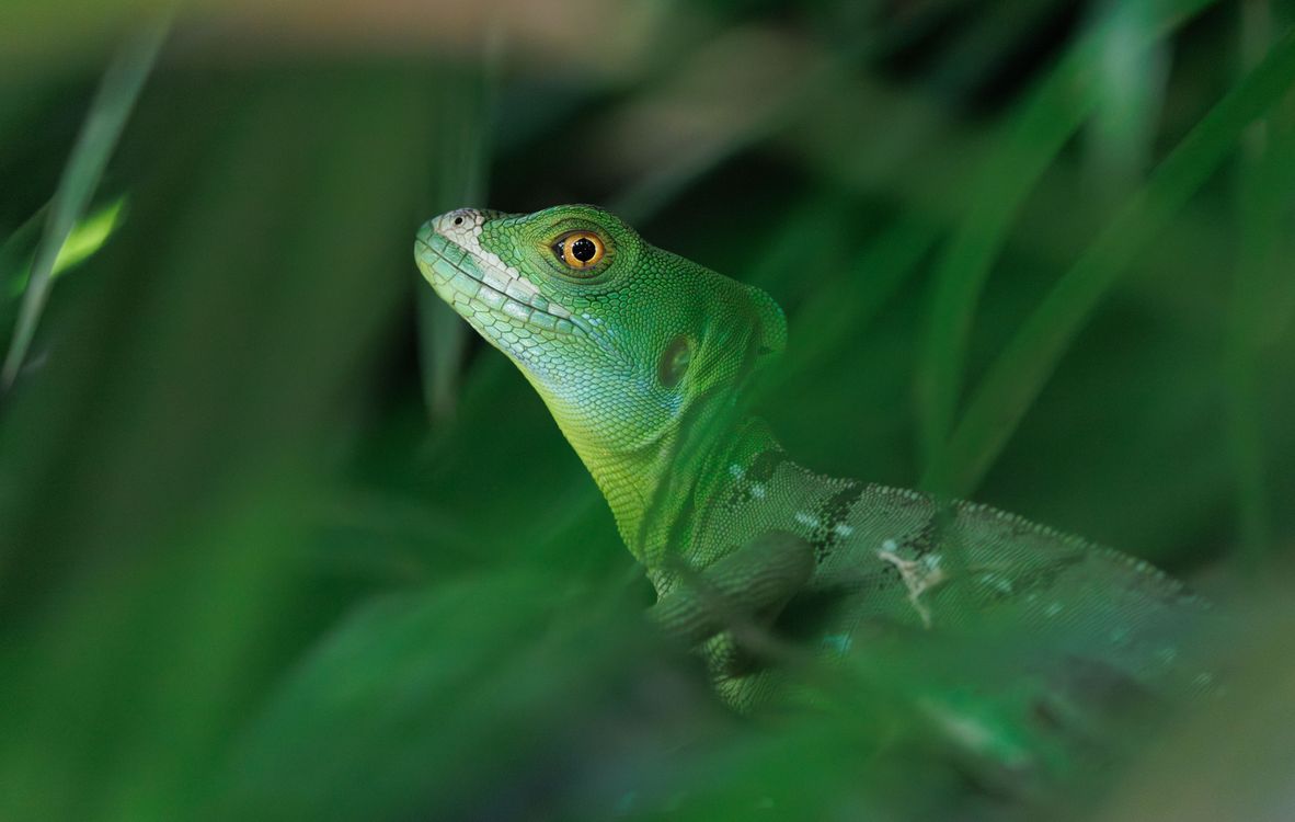 Outside Lizard Close-up of Green Lizard in Natural Habitat · Free Stock Photo