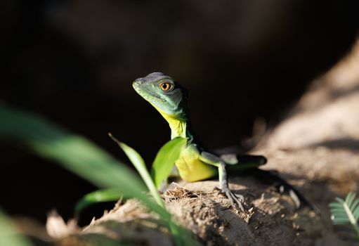 lizard photo