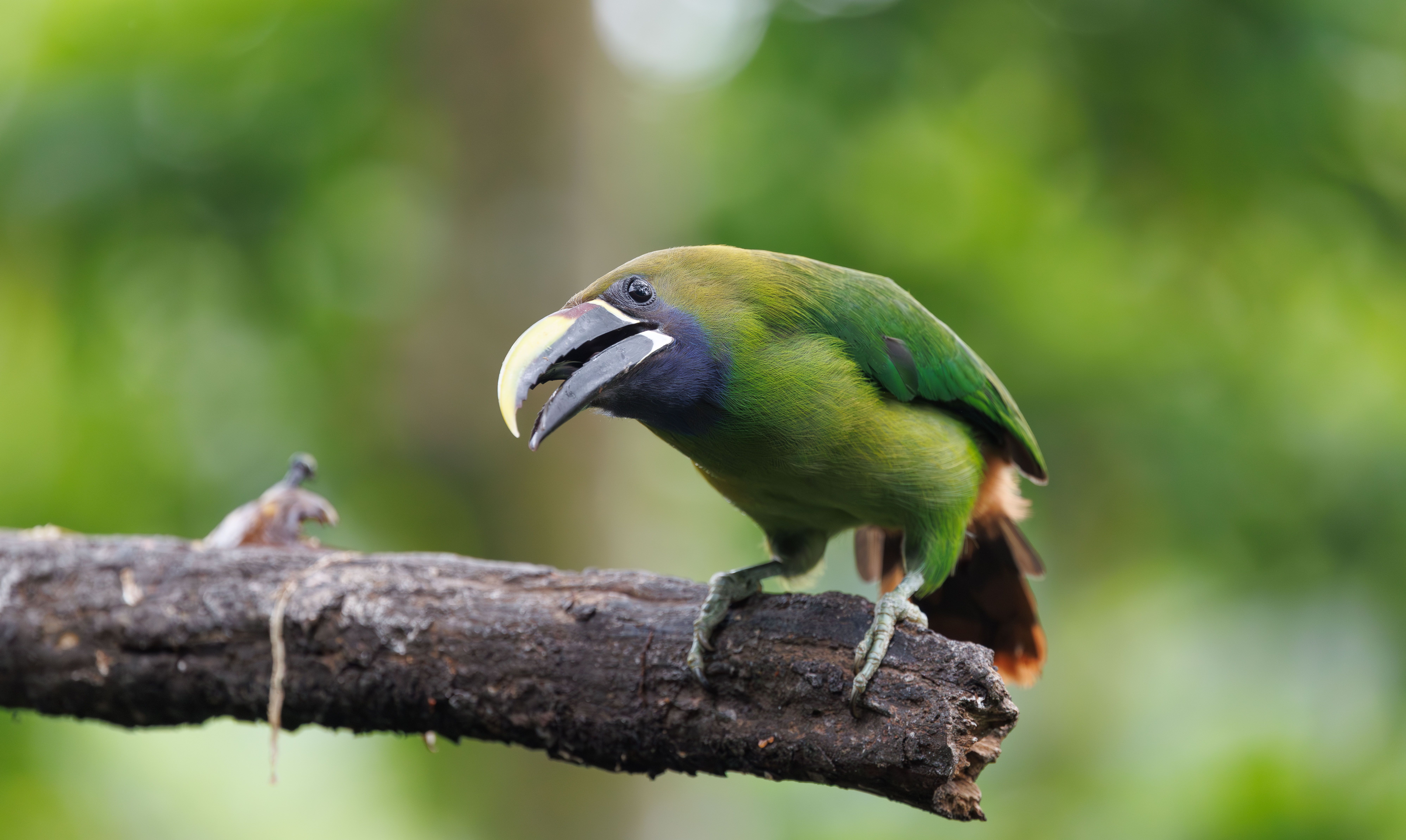 Vibrant emerald toucanet perched on a branch in lush green forest