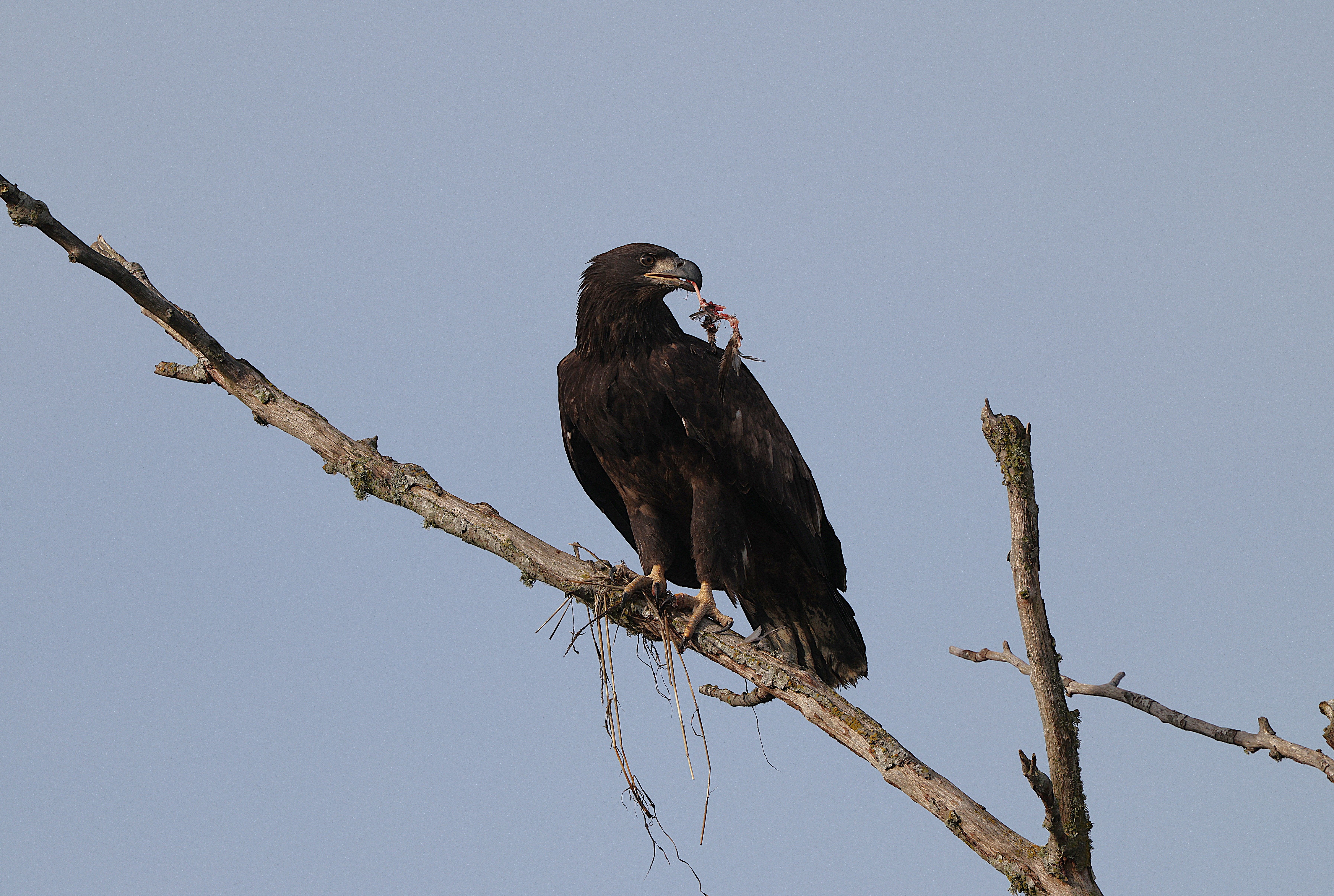 Majestic Eagle Perched on a Barren Branch · Free Stock Photo