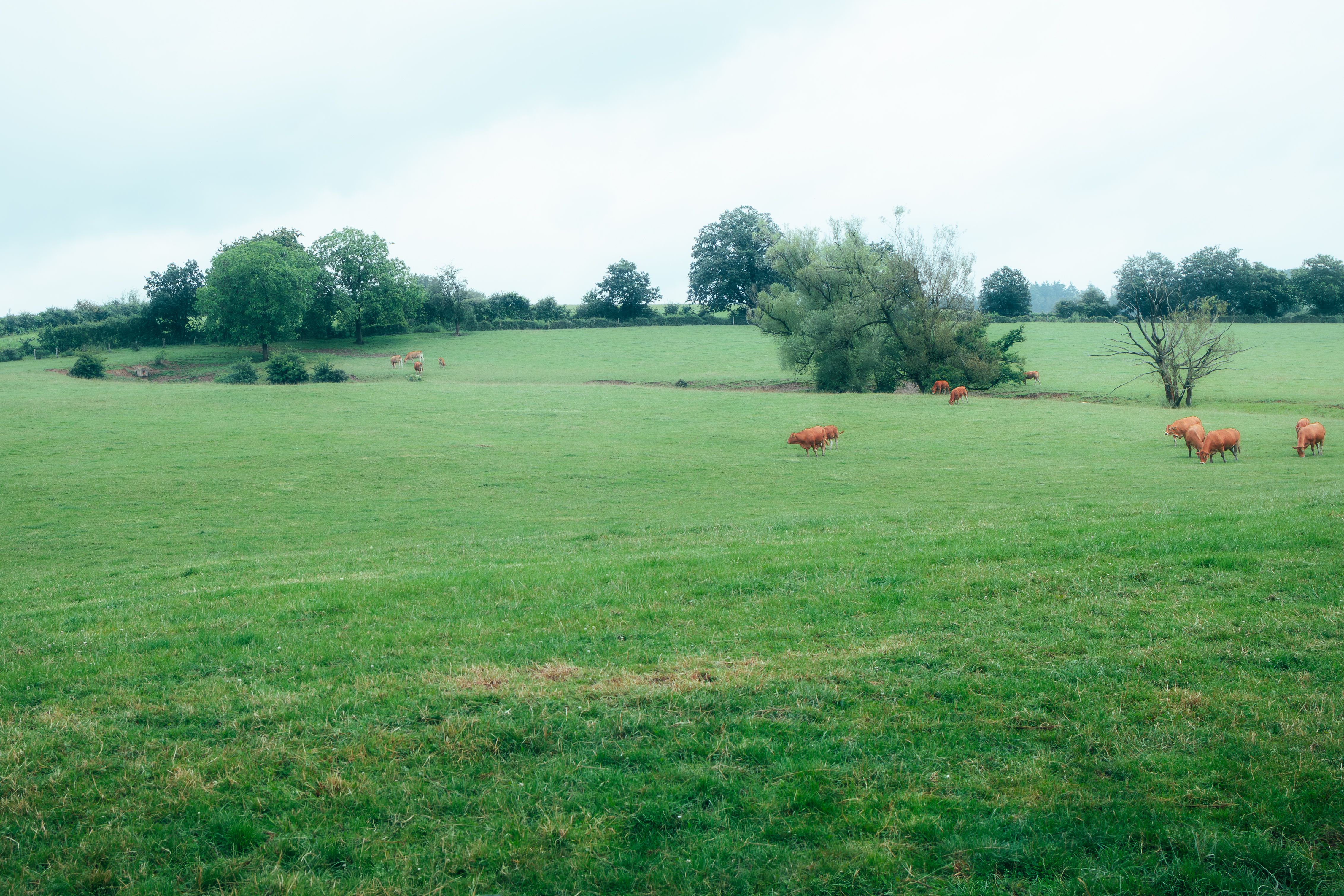 Tranquil Pasture with Grazing Cows in Arlon · Free Stock Photo