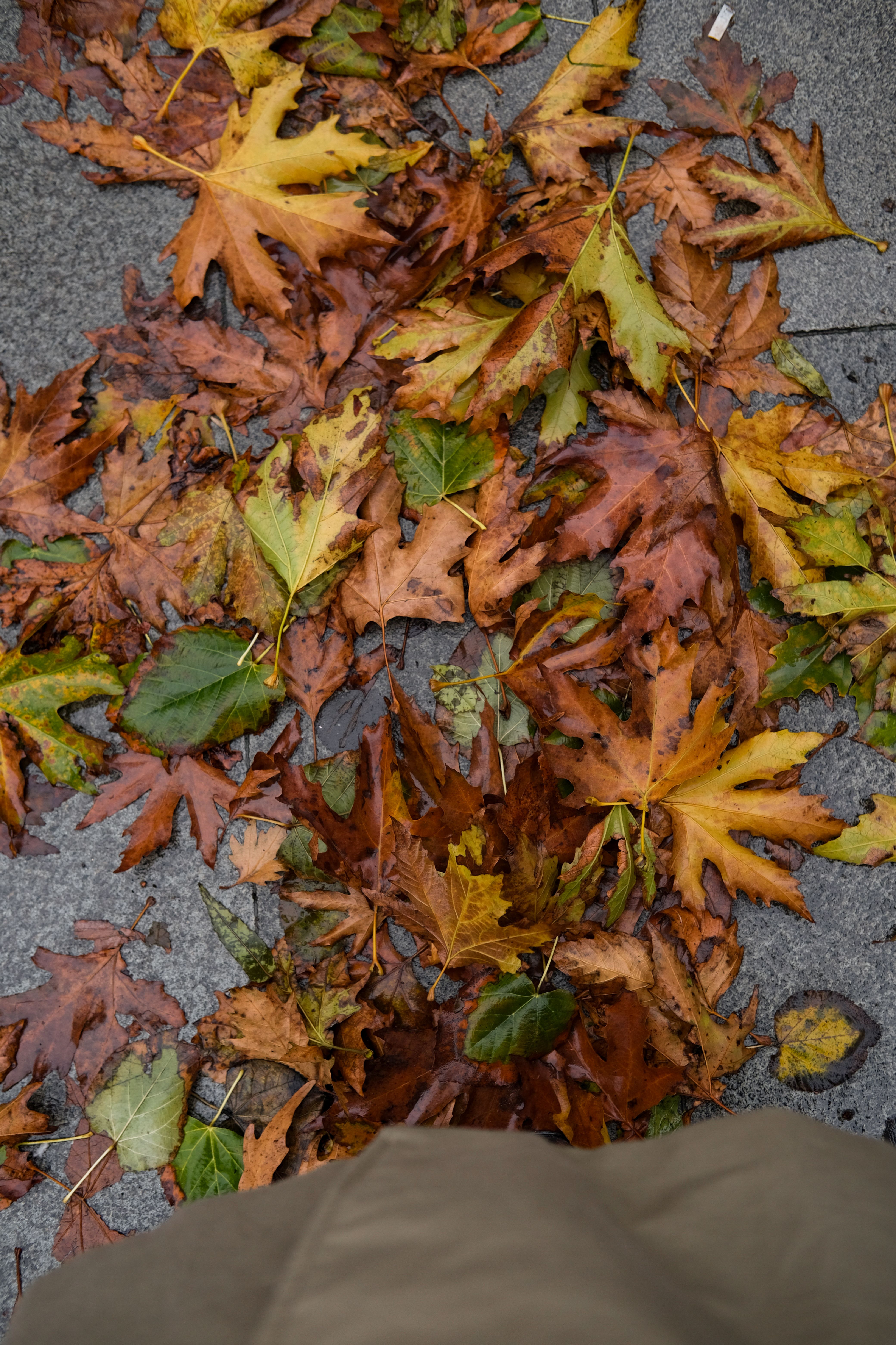 Colorful Autumn Leaves on a Pavement Path · Free Stock Photo
