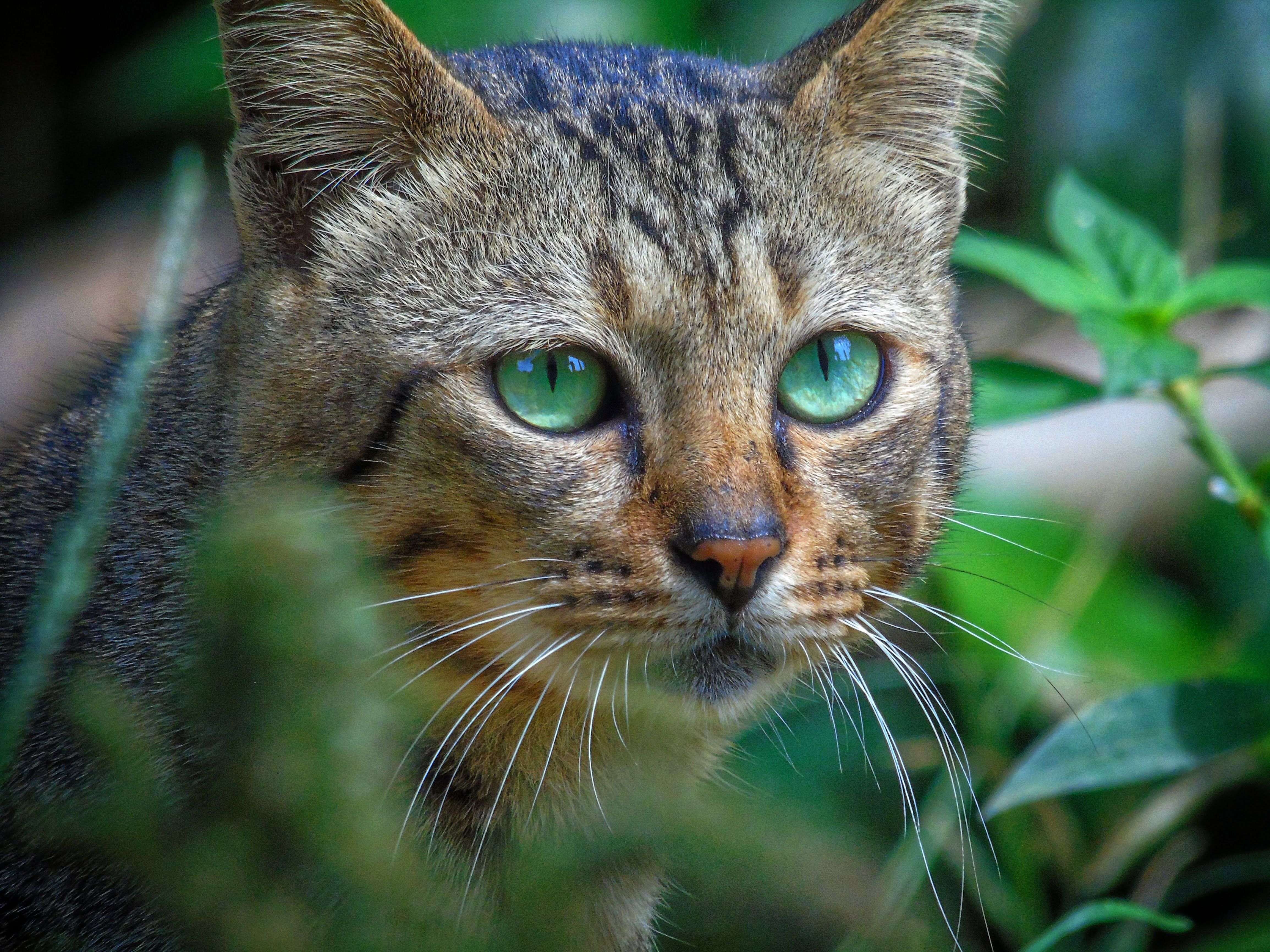 photo-gratuite-de-alerte-animal-animal-de-la-for-t-aventureux