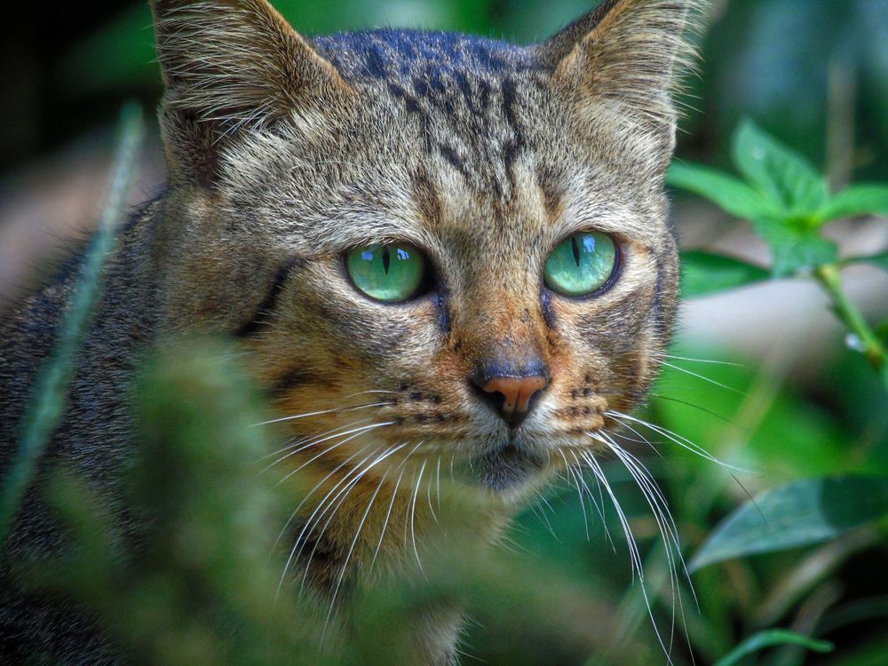 Photo Gratuite De Alerte Animal Animal De La For t Aventureux photo-gratuite-de-alerte-animal-animal-de-la-for-t-aventureux