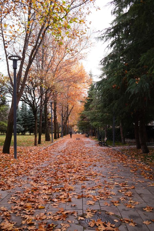 Free A tranquil path in autumn, lined with trees and covered in fallen leaves. Stock Photo