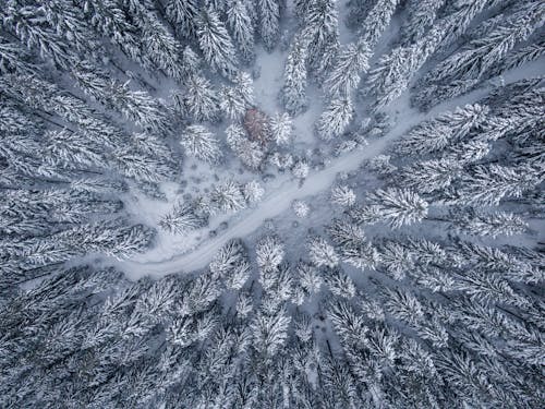 Free Bird's Eye View Of Pine Trees Stock Photo