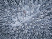 冬季，一条道路穿过一片白雪覆盖的松树林，空中拍摄的画面令人惊叹