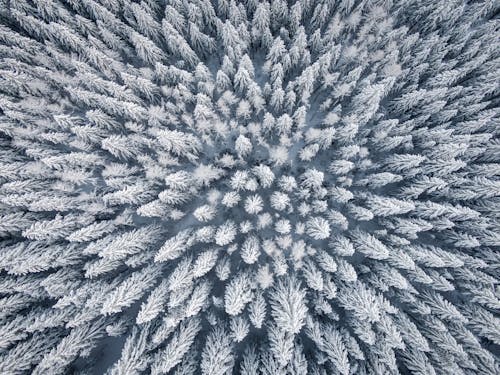 Gündüz çam Ağaçlarının Kuş Bakışı Fotoğrafı