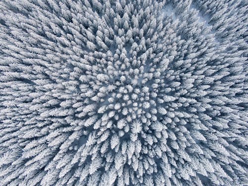 Aerial Photography of Snow-covered Trees