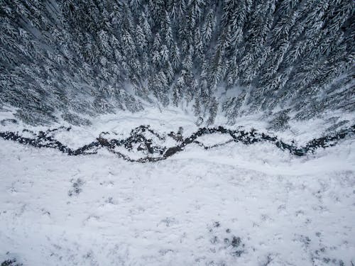 Free Aerial Photo of Pine Trees Stock Photo