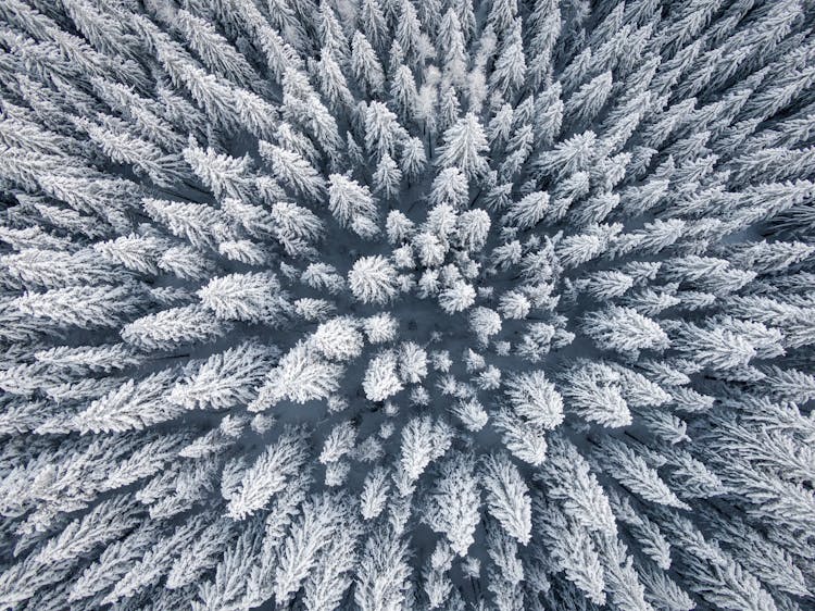 Bird's Eye View Photo Of Pine Trees During Daytime