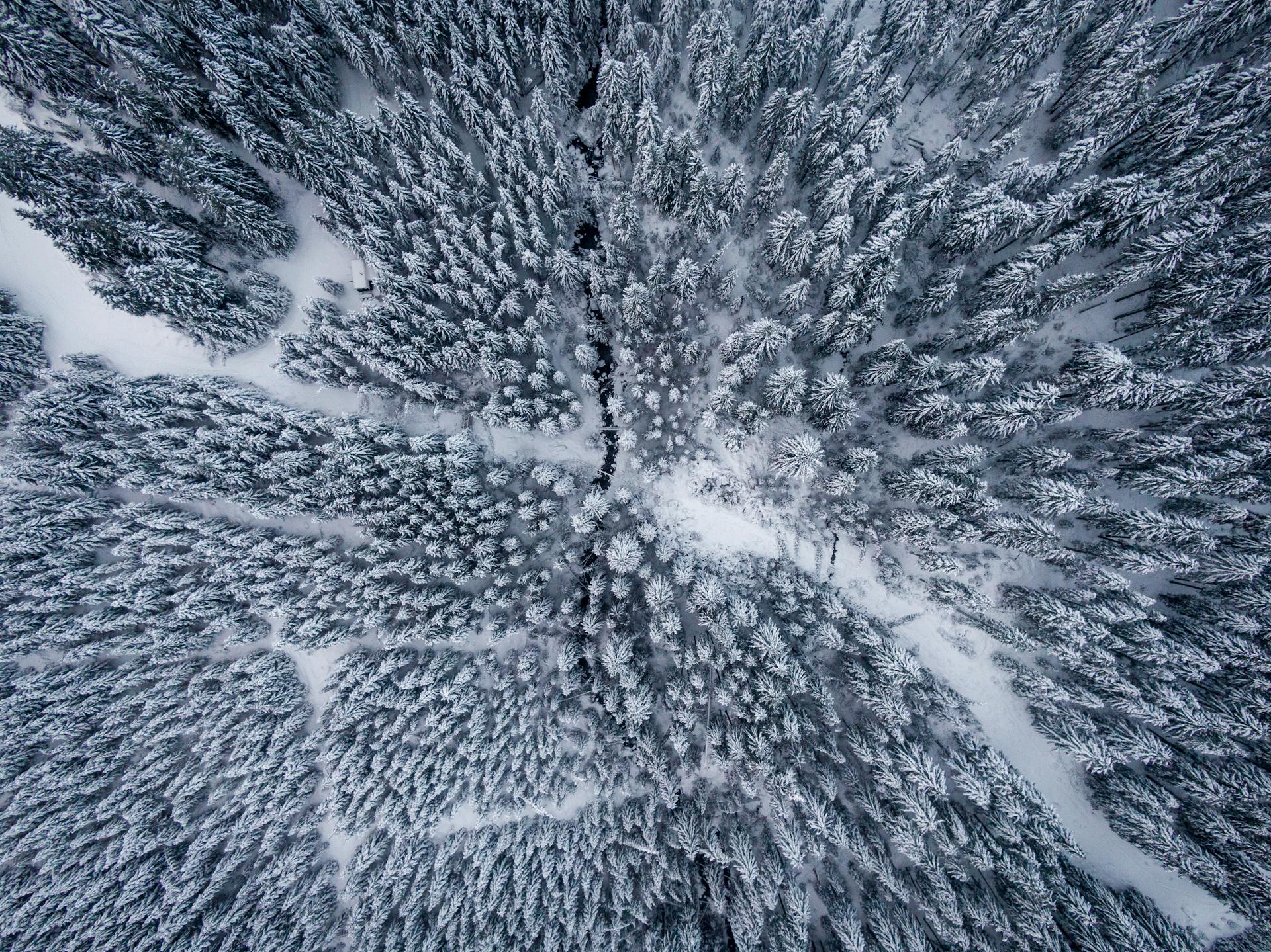 Aerial Photography of Snow Covered Trees