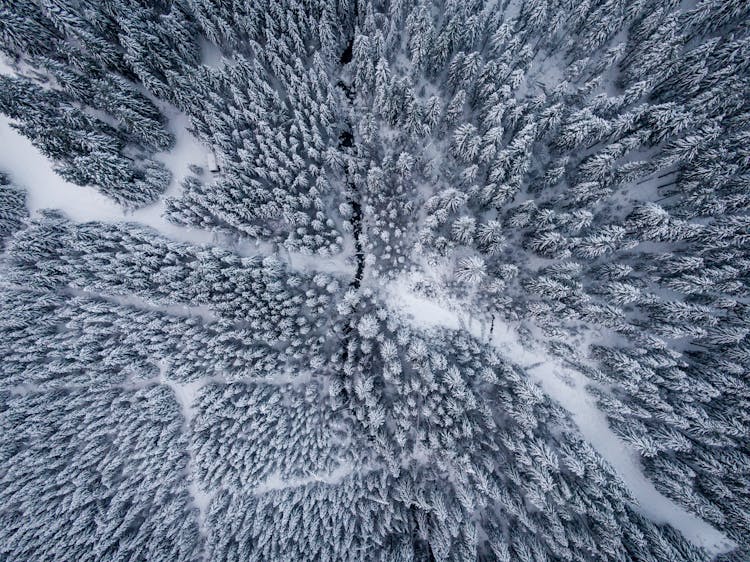 Aerial Photography Of Snow Covered Trees