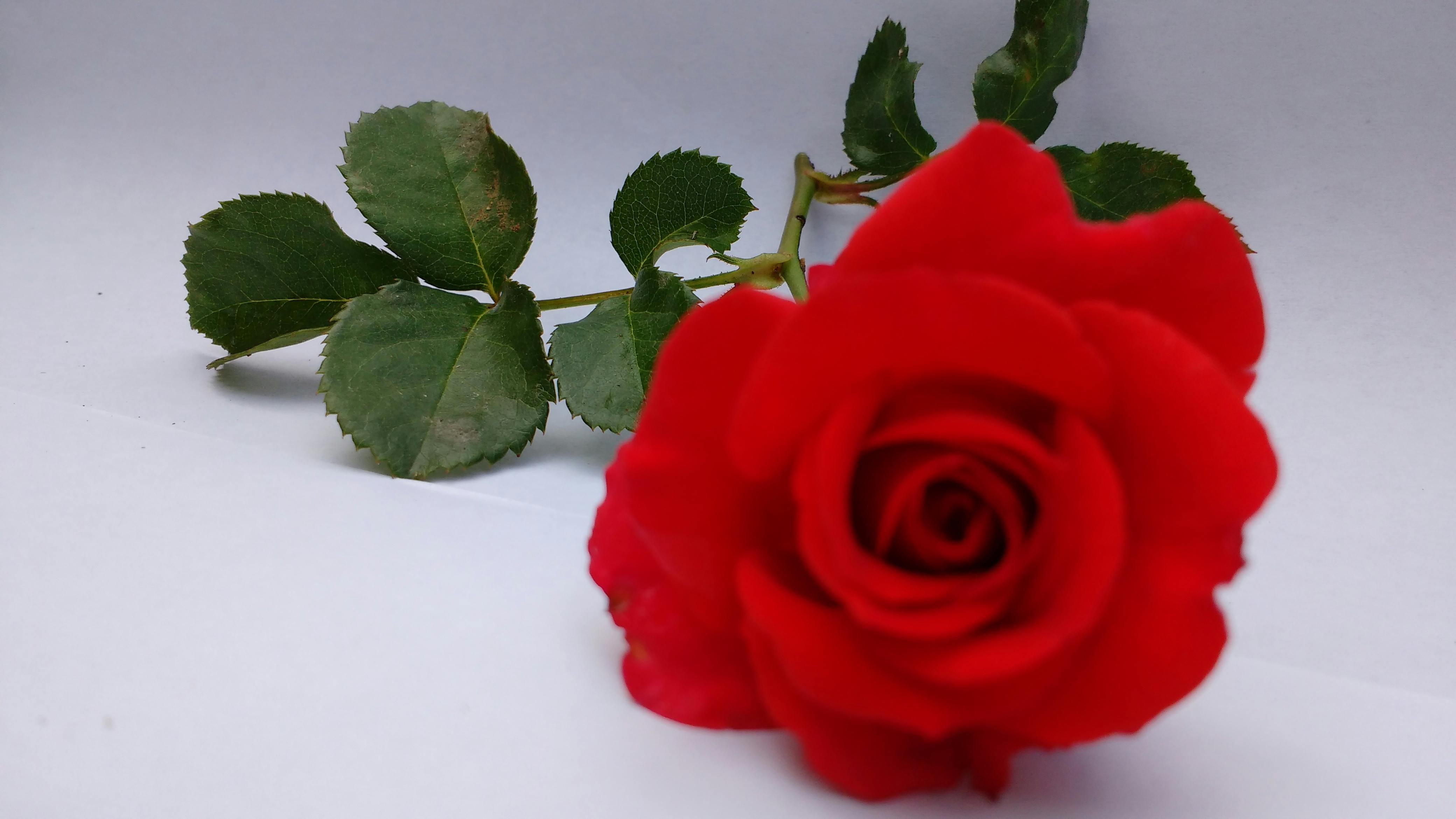 Rosas Rojas Para Foto De Perfil