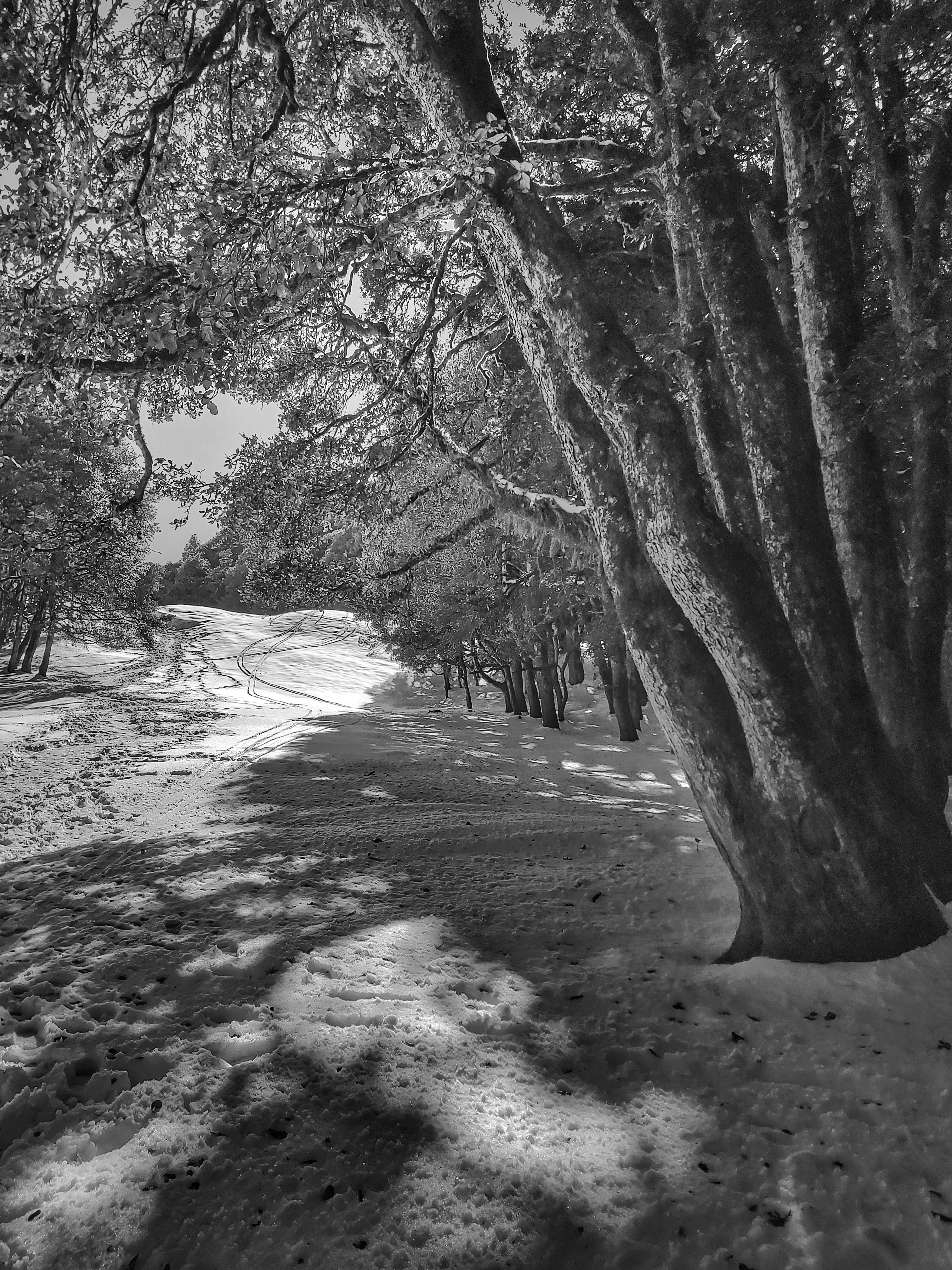 Black and White Winter Forest Path · Free Stock Photo