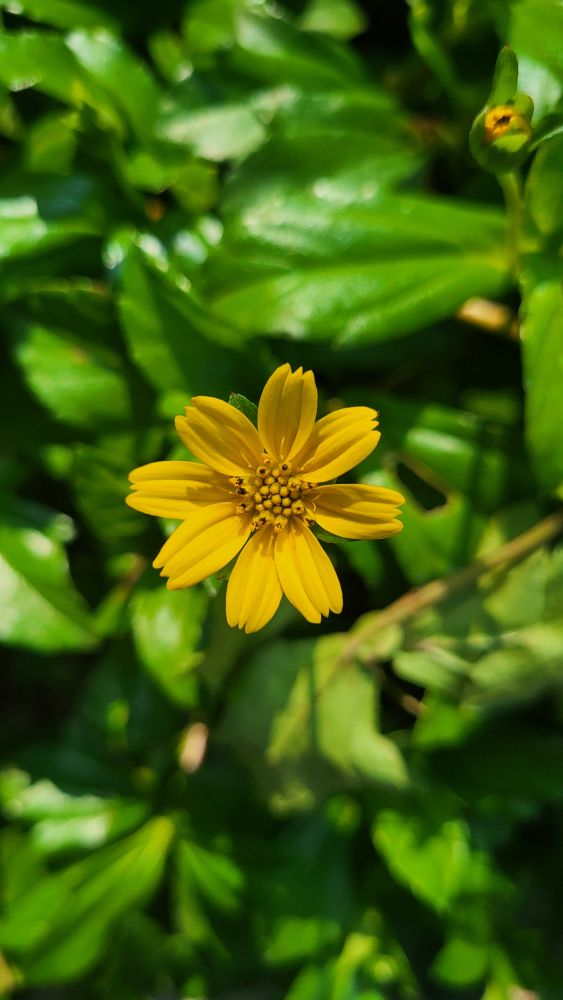 Flower Photos, Download The BEST Free Flower Stock Photos & HD Images
