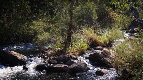Free A tranquil forest stream flowing over rocks surrounded by lush greenery under daylight. Stock Photo