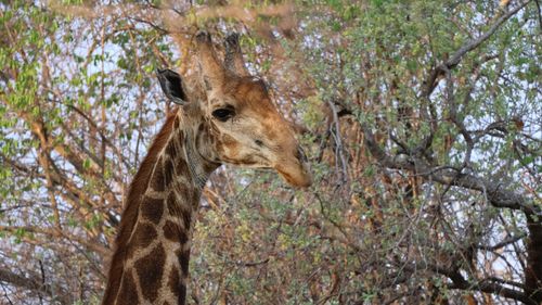 Free A detailed close-up of a giraffe amidst lush greenery, capturing its natural elegance. Stock Photo