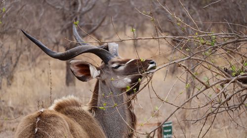 Free A kudu antelope grazes on branches in the African savanna, showcasing its striking spiral horns. Stock Photo