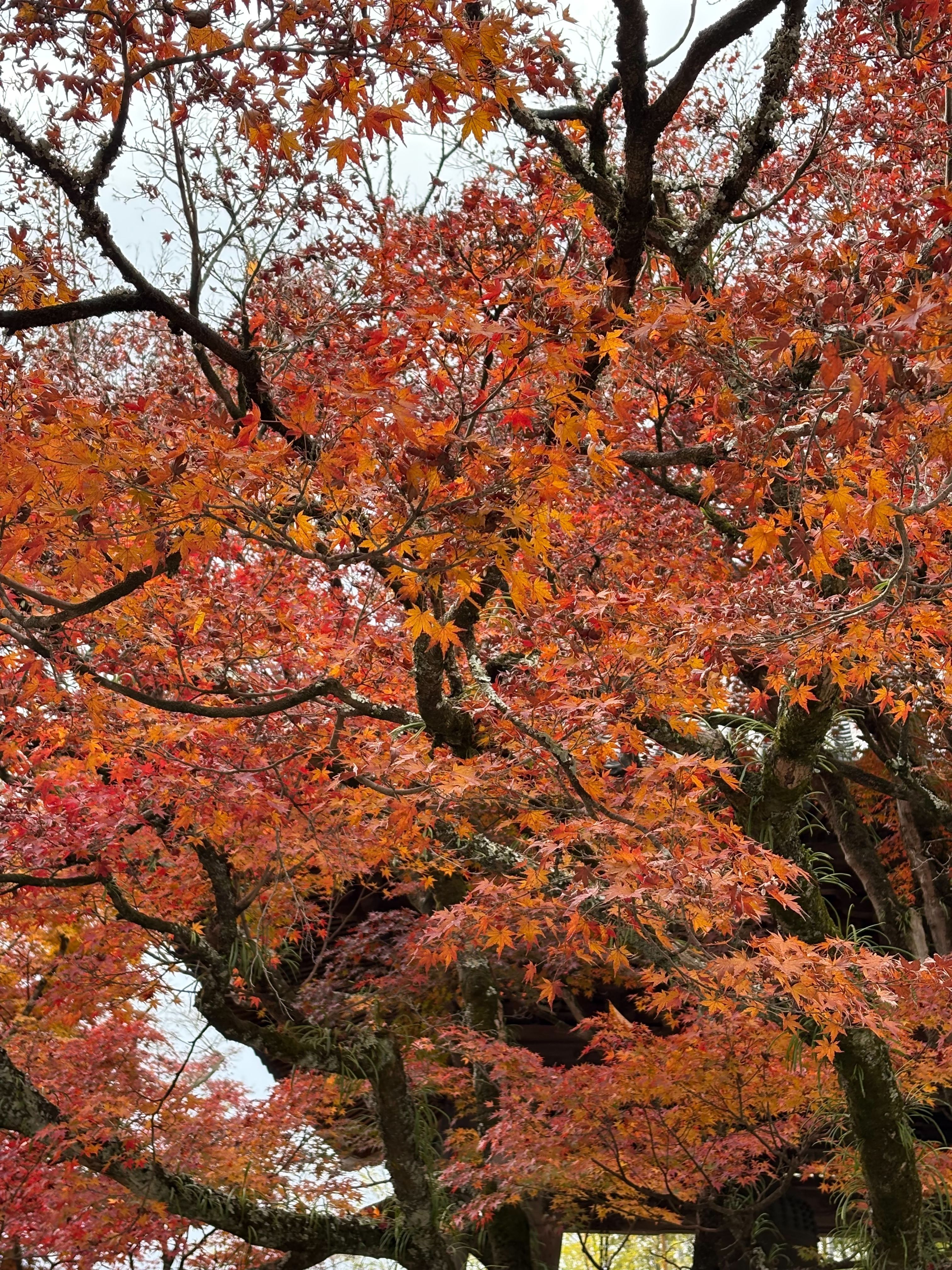 Discover Izu Granpal Park – Best Attractions, Food, Stays & Things