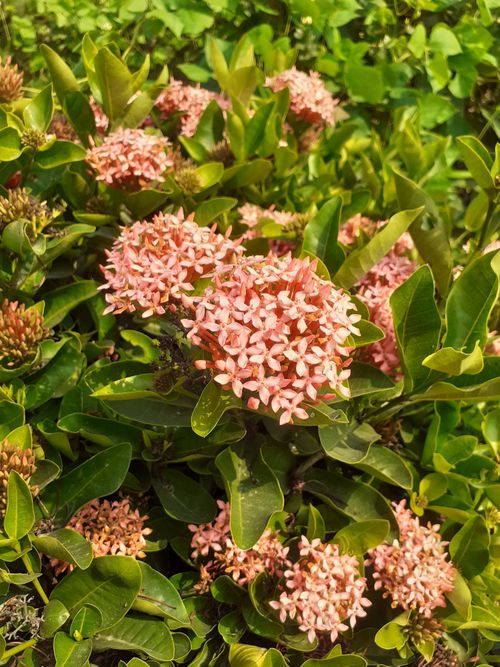 Free Beautiful pink Ixora flowers bloom amidst lush green leaves, showcasing nature's vibrant spring colors. Stock Photo